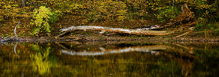 Log Reflecting in the Rivanna River, Charlottesville, VA 